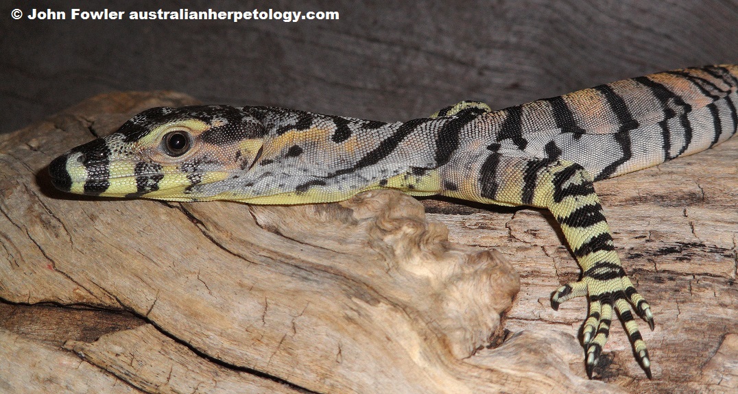 Freshwater crocodile